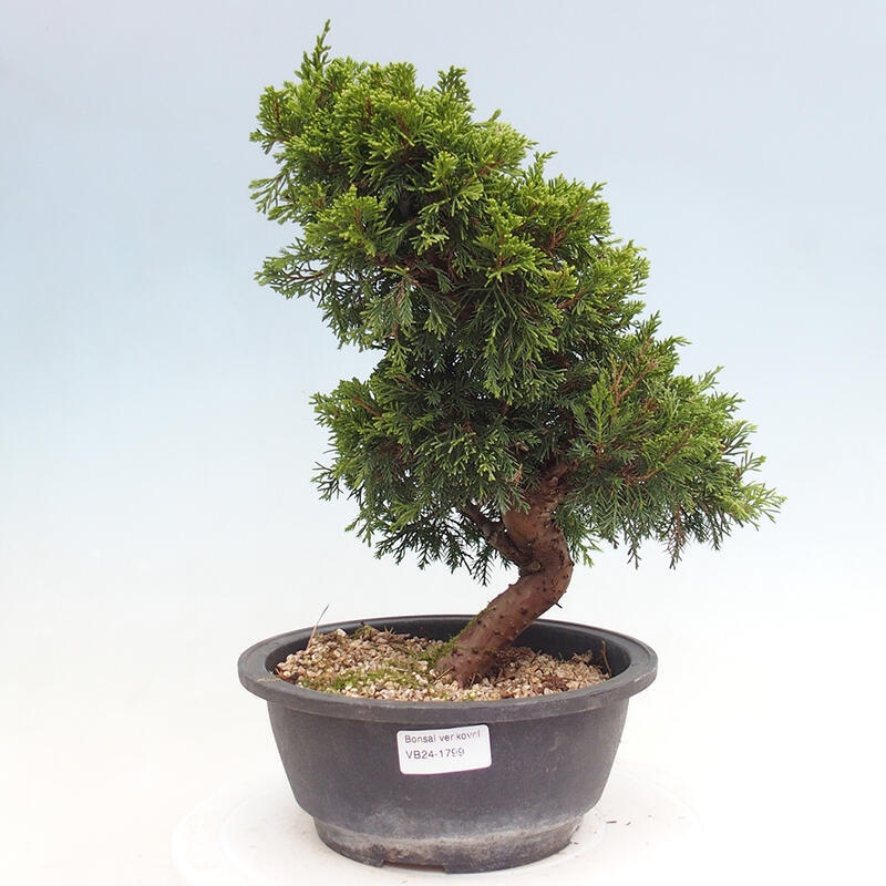 Outdoor bonsai - Juniperus chinensis Itoigawa - Jałowiec chiński