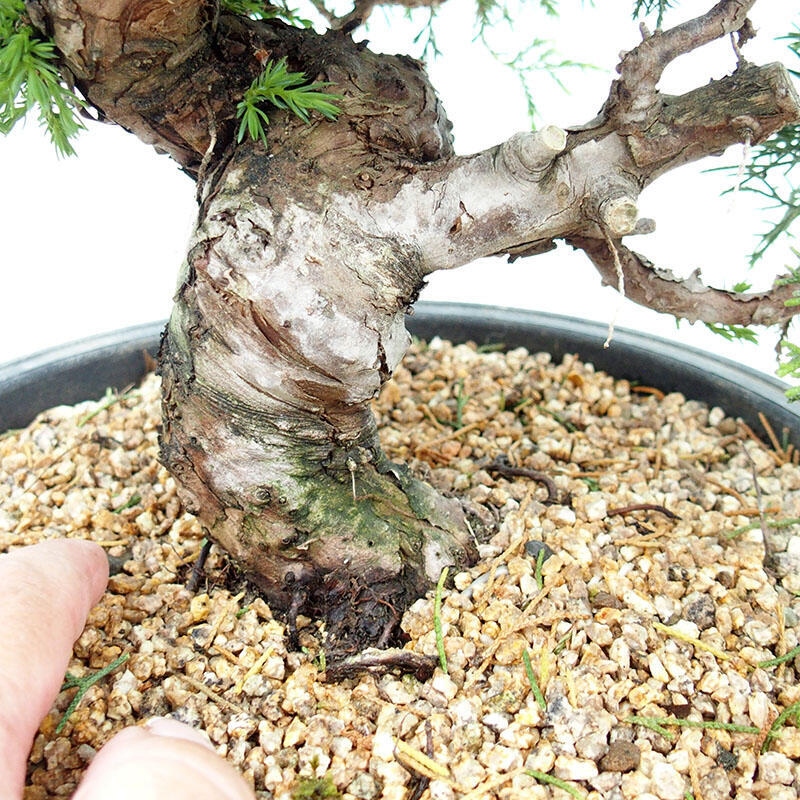 Outdoor bonsai - Juniperus chinensis Itoigawa-jałowiec chiński