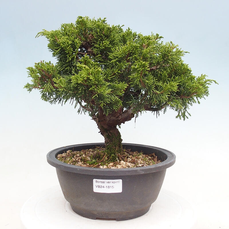 Outdoor bonsai - Juniperus chinensis Itoigawa - Jałowiec chiński