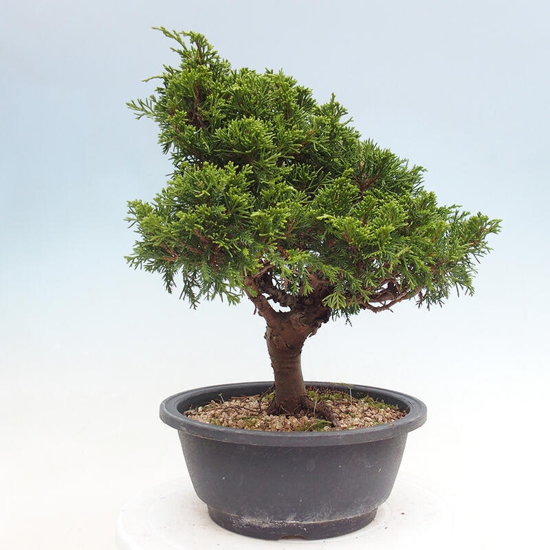 Outdoor bonsai - Juniperus chinensis Itoigawa - Jałowiec chiński