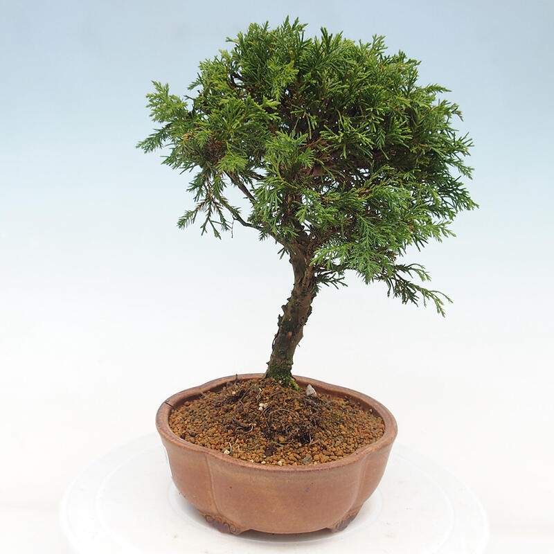 Outdoor bonsai - Juniperus chinensis Itoigawa - Jałowiec chiński