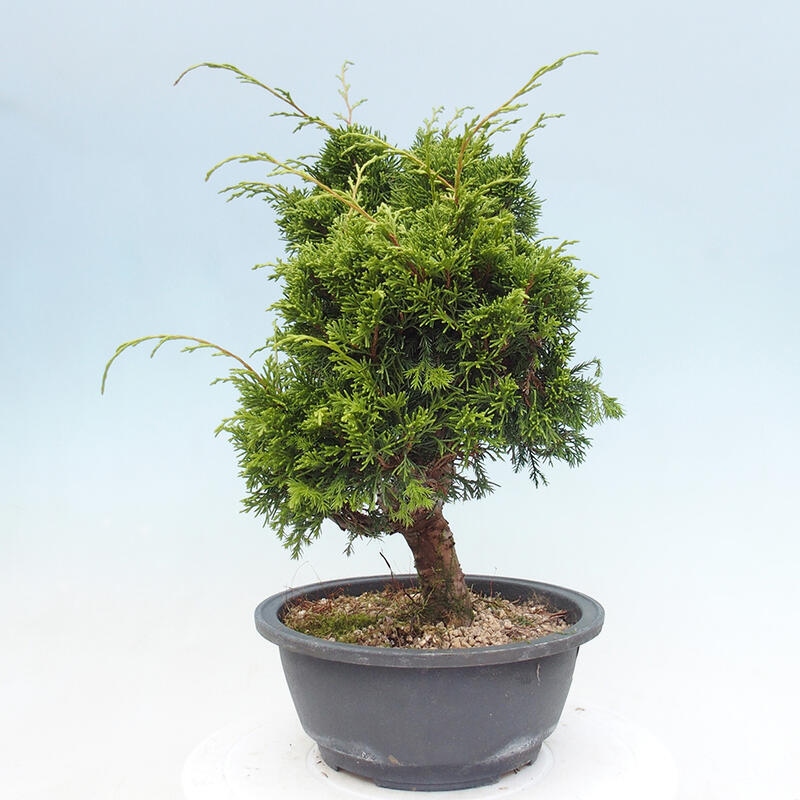 Outdoor bonsai - Juniperus chinensis Itoigawa - Jałowiec chiński