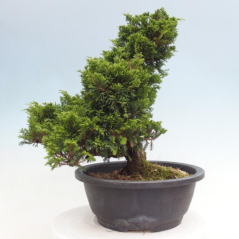 Outdoor bonsai - Juniperus chinensis Itoigawa - Jałowiec chiński