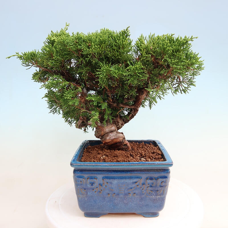 Outdoor bonsai - Juniperus chinensis Itoigawa - Jałowiec chiński