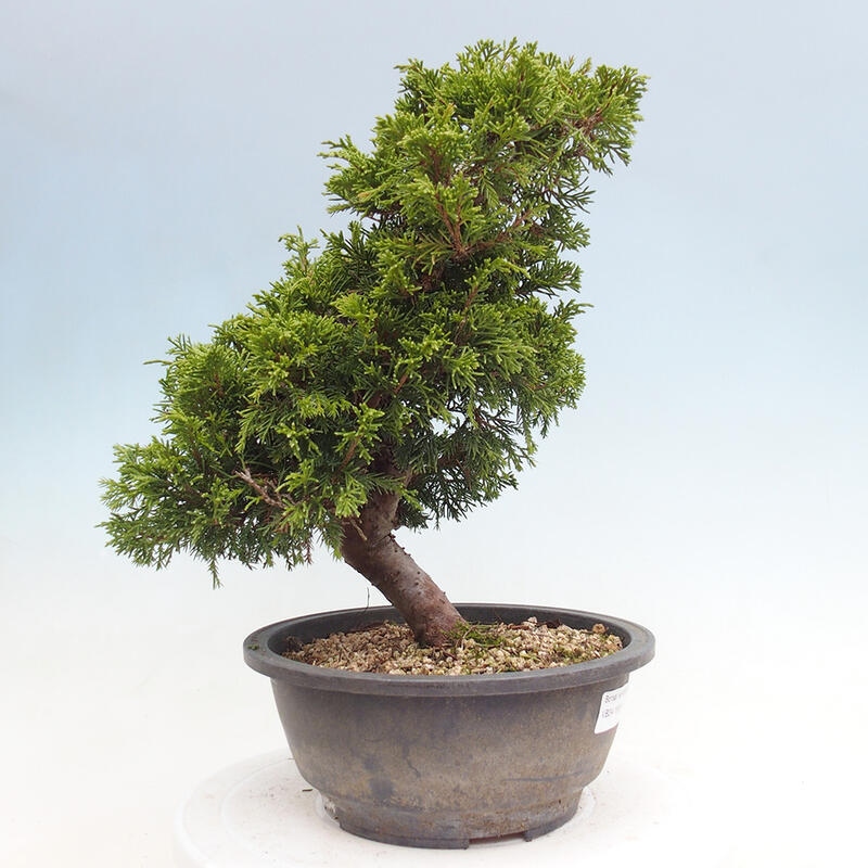 Outdoor bonsai - Juniperus chinensis Itoigawa - Jałowiec chiński