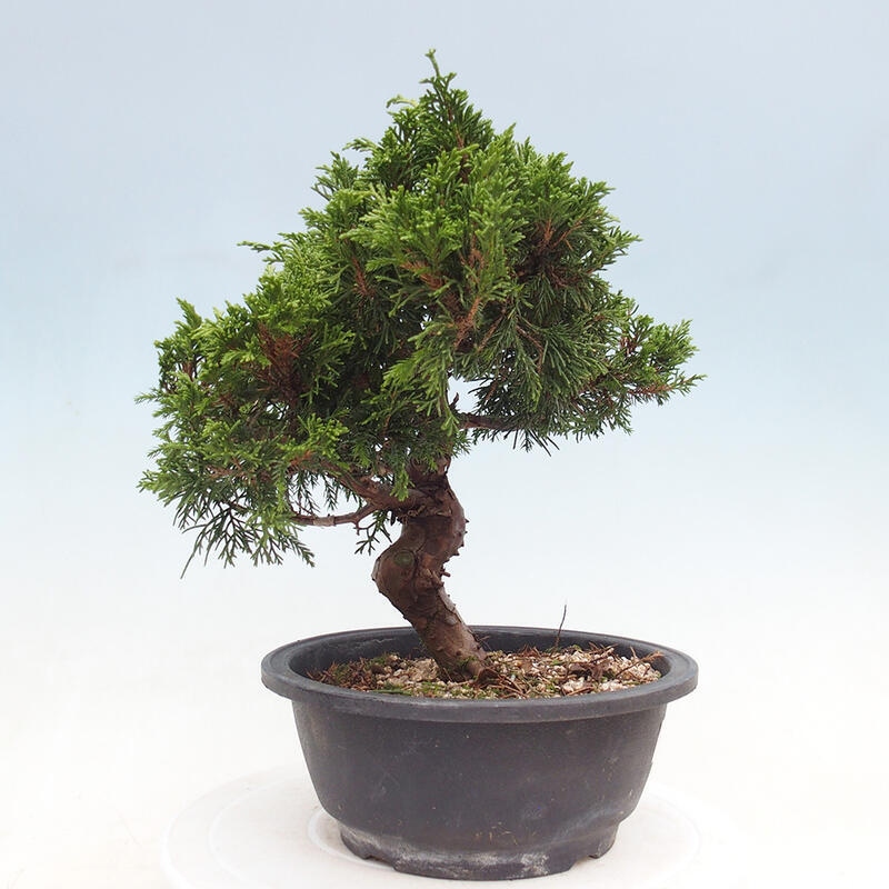 Outdoor bonsai - Juniperus chinensis Itoigawa - Jałowiec chiński