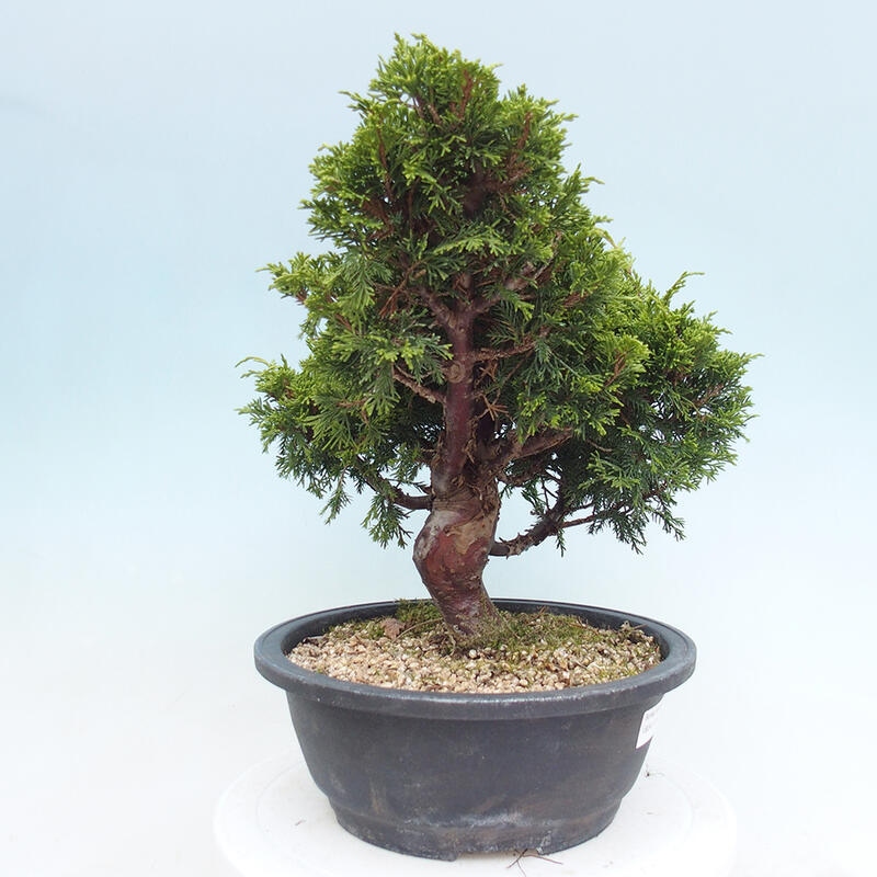 Outdoor bonsai - Juniperus chinensis Itoigawa - Jałowiec chiński