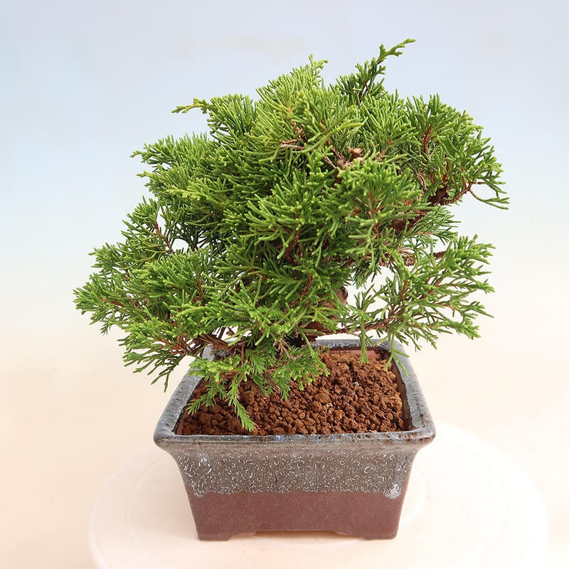 Outdoor bonsai - Juniperus chinensis Itoigawa - Jałowiec chiński