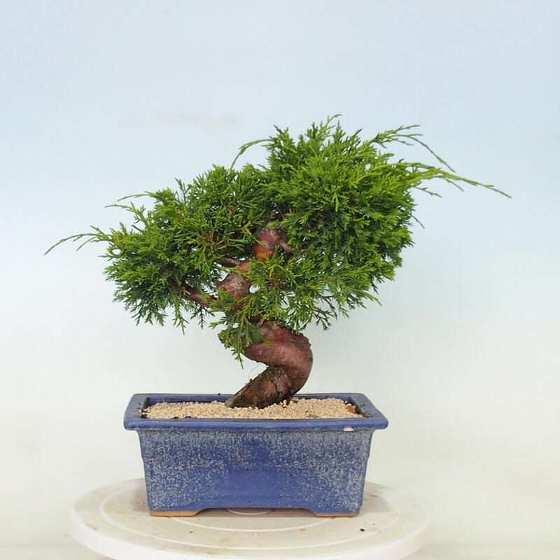 Outdoor bonsai - Juniperus chinensis Itoigawa - Jałowiec chiński