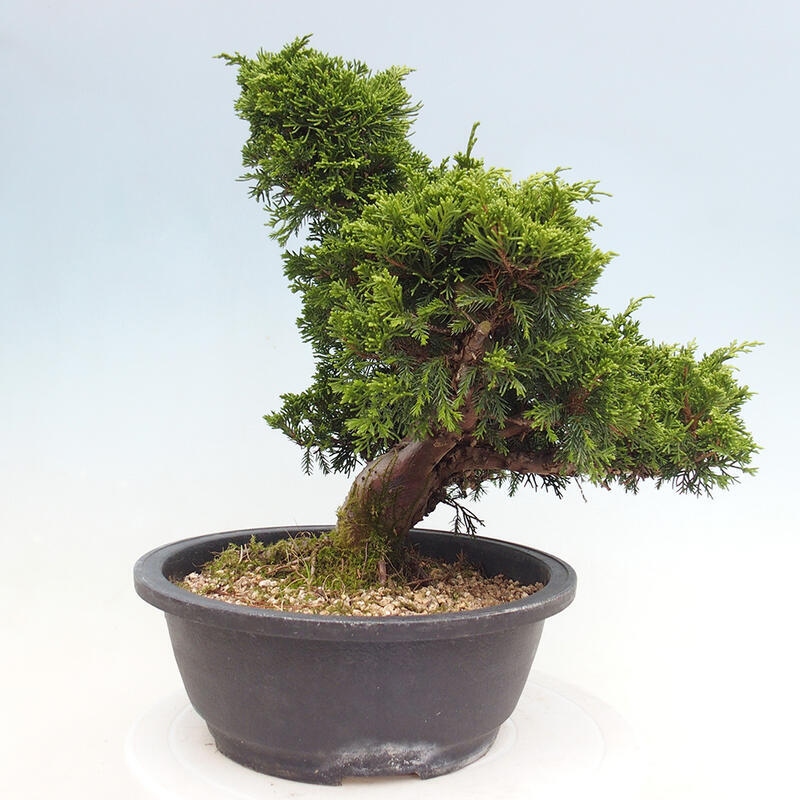 Outdoor bonsai - Juniperus chinensis Itoigawa - Jałowiec chiński