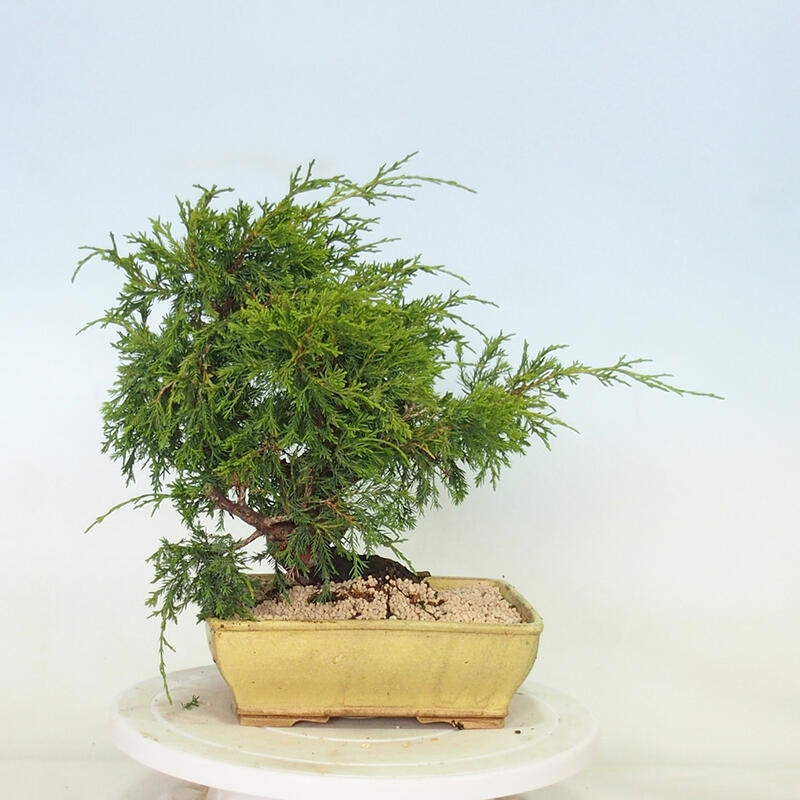 Outdoor bonsai - Juniperus chinensis Itoigawa - Jałowiec chiński