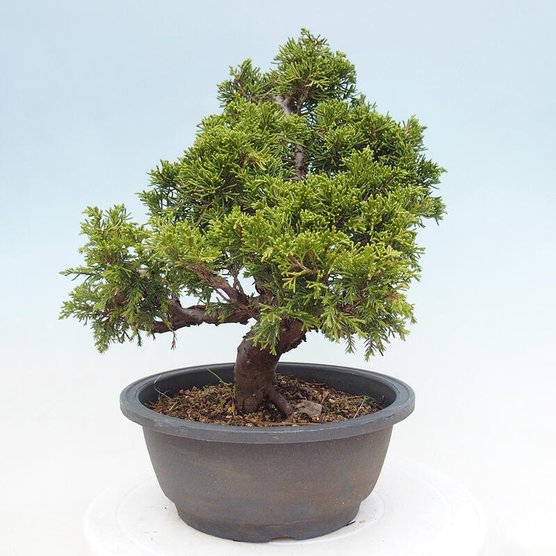 Outdoor bonsai - Juniperus chinensis Itoigawa - Jałowiec chiński