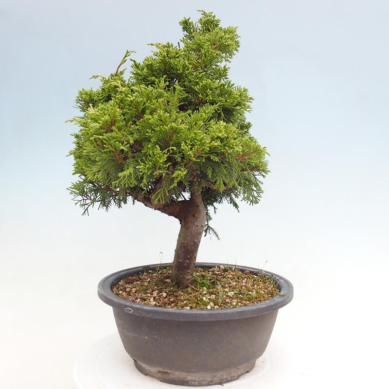 Outdoor bonsai - Juniperus chinensis Itoigawa - Jałowiec chiński