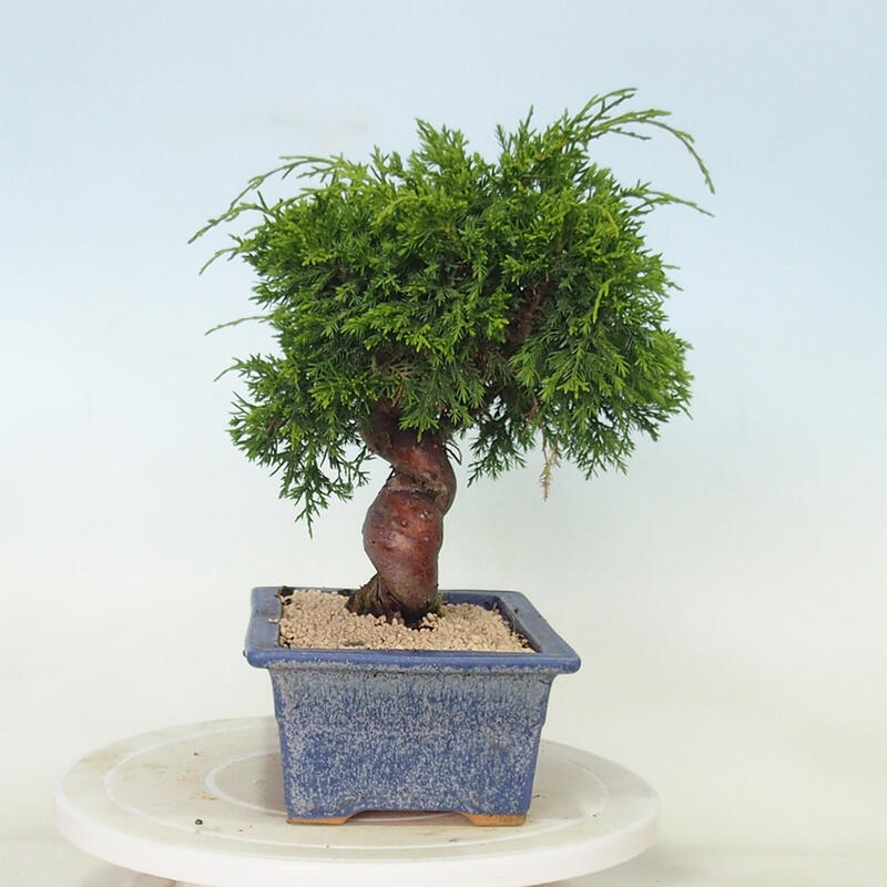 Outdoor bonsai - Juniperus chinensis Itoigawa - Jałowiec chiński