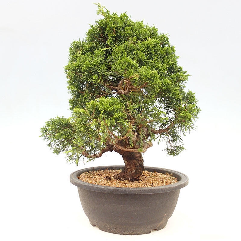 Outdoor bonsai - Juniperus chinensis Itoigawa-jałowiec chiński