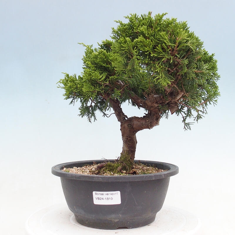 Outdoor bonsai - Juniperus chinensis Itoigawa - Jałowiec chiński