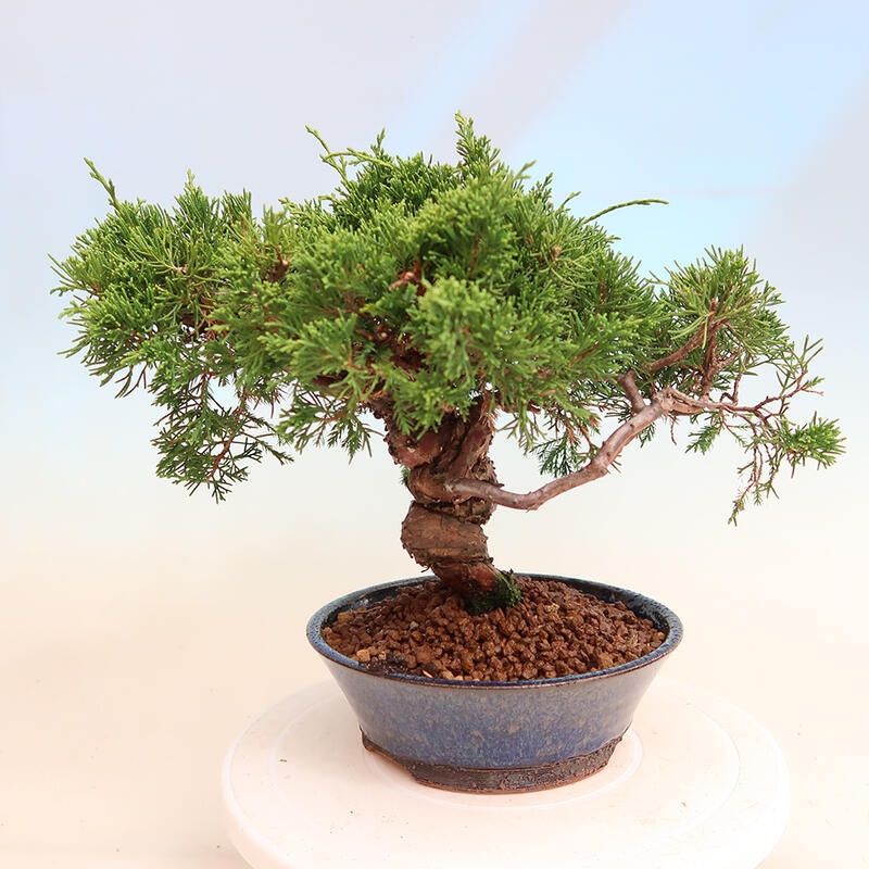 Outdoor bonsai - Juniperus chinensis Itoigawa - Jałowiec chiński