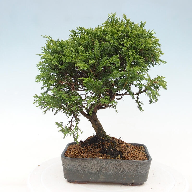 Outdoor bonsai - Juniperus chinensis Itoigawa - Jałowiec chiński