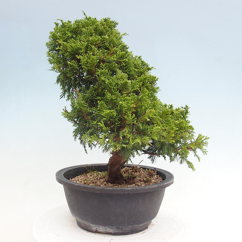 Outdoor bonsai - Juniperus chinensis Itoigawa - Jałowiec chiński