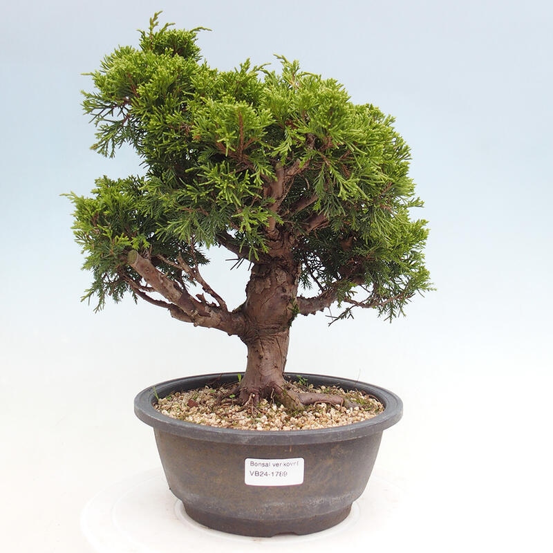 Outdoor bonsai - Juniperus chinensis Itoigawa - Jałowiec chiński