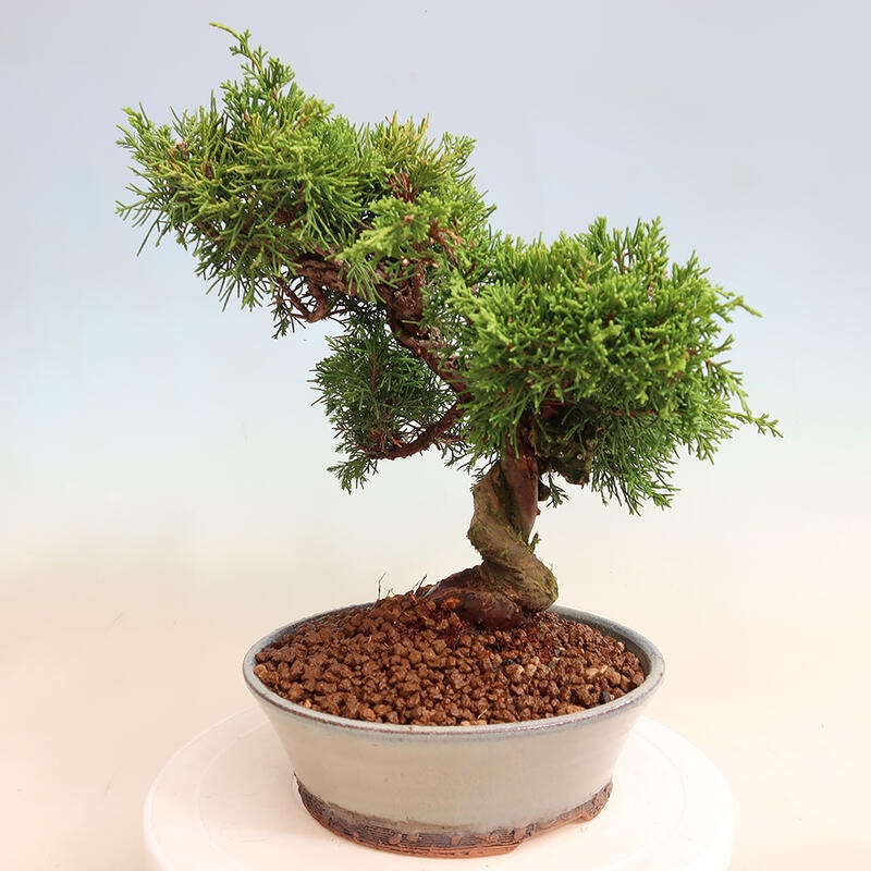 Outdoor bonsai - Juniperus chinensis Itoigawa - Jałowiec chiński