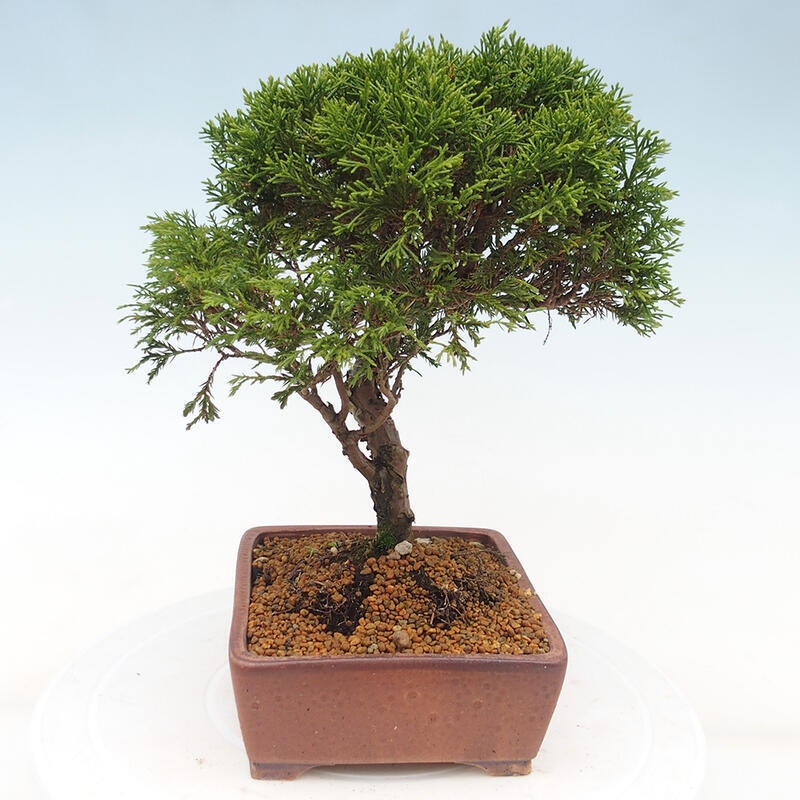 Outdoor bonsai - Juniperus chinensis Itoigawa - Jałowiec chiński