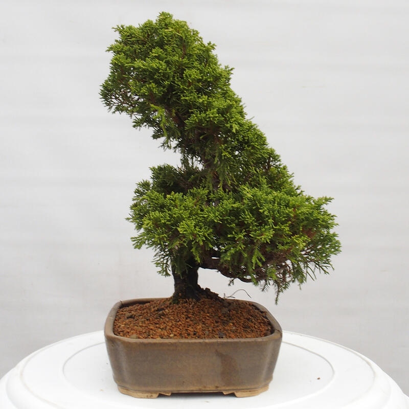 Outdoor bonsai - Juniperus chinensis Itoigawa - Jałowiec chiński