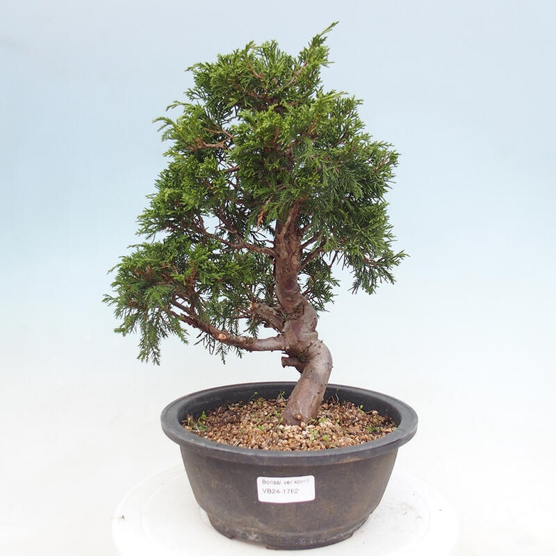 Outdoor bonsai - Juniperus chinensis Itoigawa - Jałowiec chiński