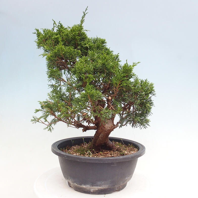 Outdoor bonsai - Juniperus chinensis Itoigawa - Jałowiec chiński