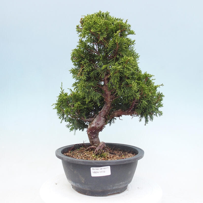 Outdoor bonsai - Juniperus chinensis Itoigawa - Jałowiec chiński