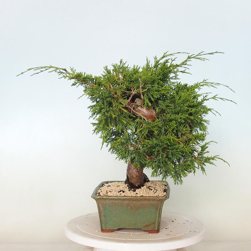 Outdoor bonsai - Juniperus chinensis Itoigawa - Jałowiec chiński