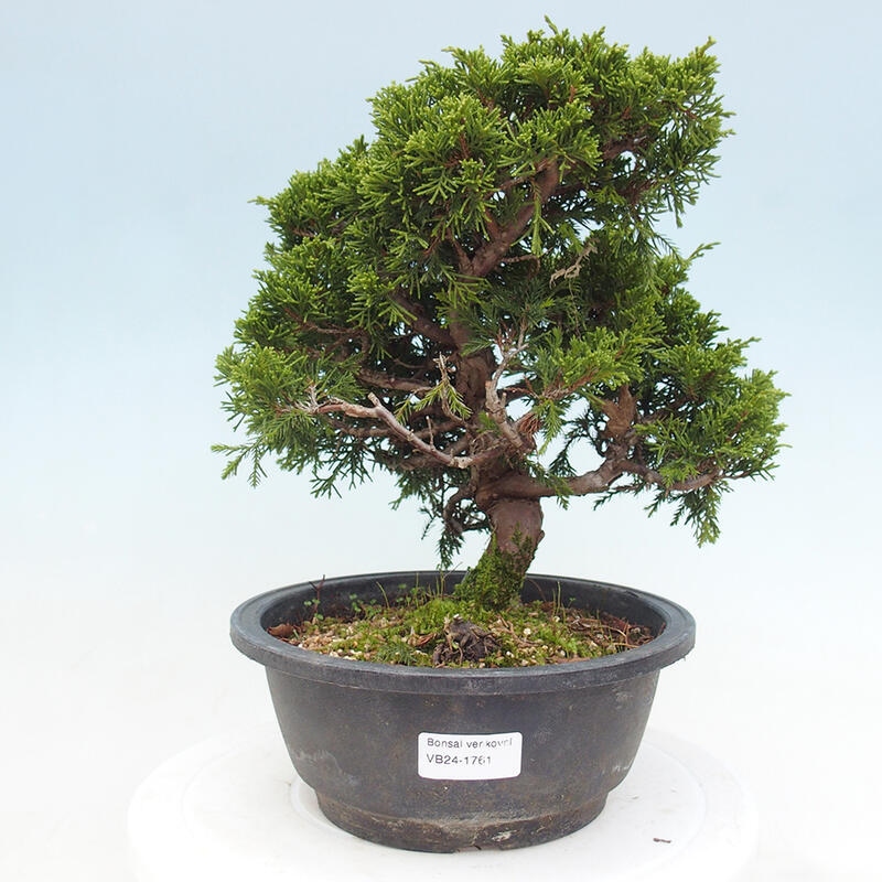 Outdoor bonsai - Juniperus chinensis Itoigawa - Jałowiec chiński