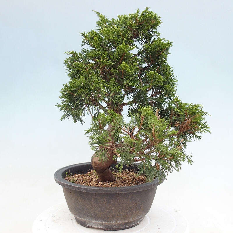 Outdoor bonsai - Juniperus chinensis Itoigawa - Jałowiec chiński