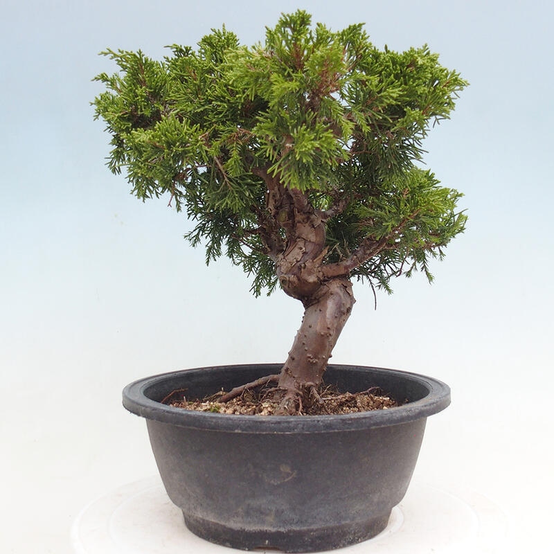 Outdoor bonsai - Juniperus chinensis Itoigawa - Jałowiec chiński