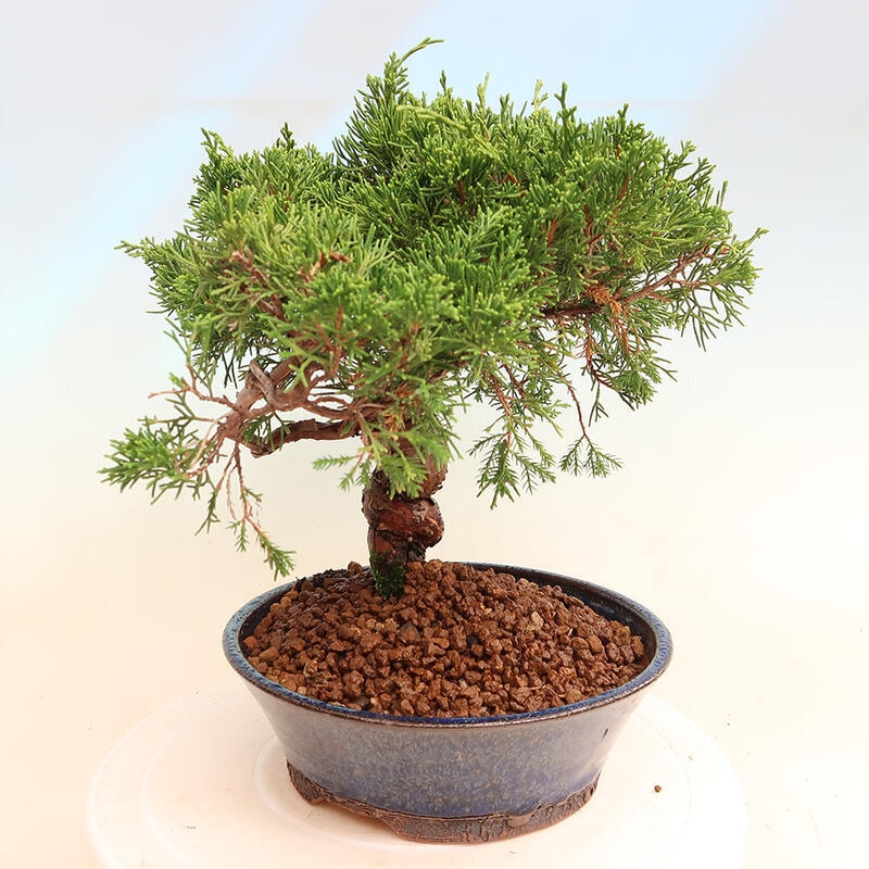 Outdoor bonsai - Juniperus chinensis Itoigawa - Jałowiec chiński