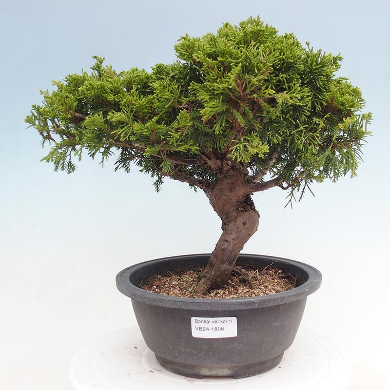 Outdoor bonsai - Juniperus chinensis Itoigawa - Jałowiec chiński