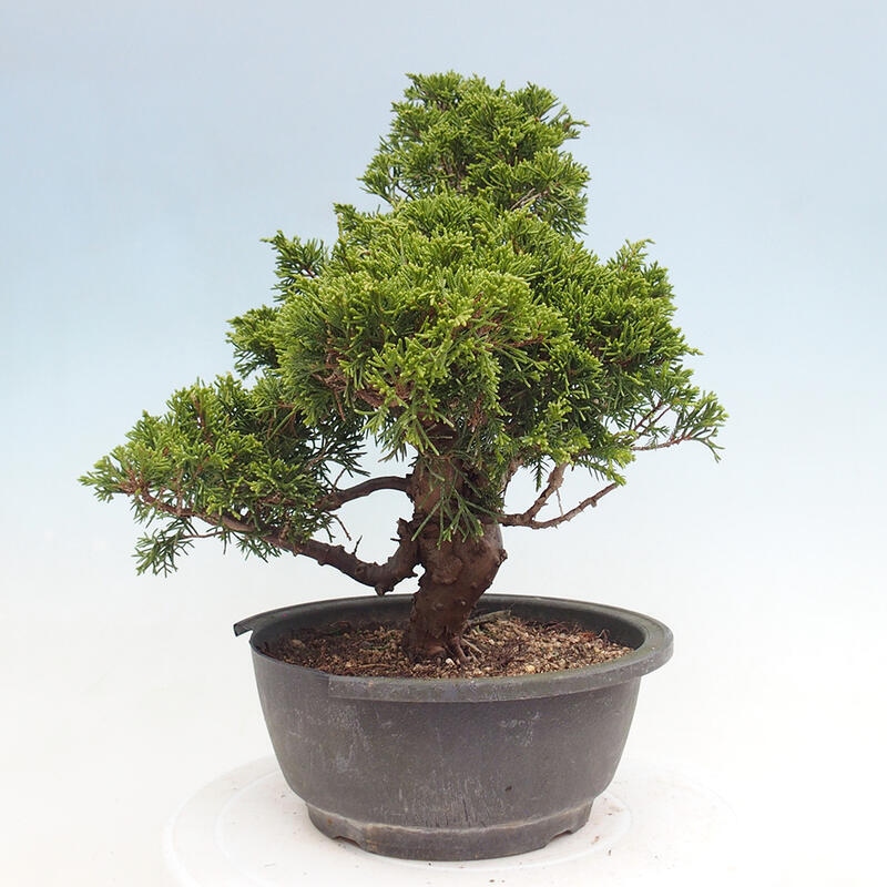 Outdoor bonsai - Juniperus chinensis Itoigawa - Jałowiec chiński