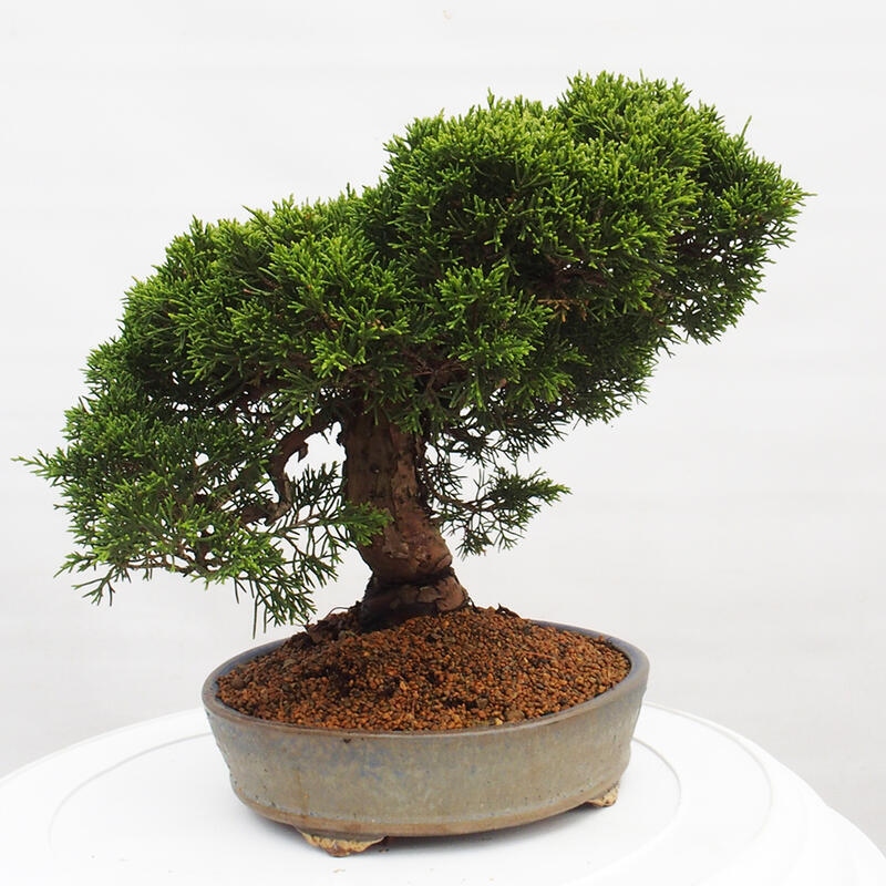 Outdoor bonsai - Juniperus chinensis Itoigawa - Jałowiec chiński