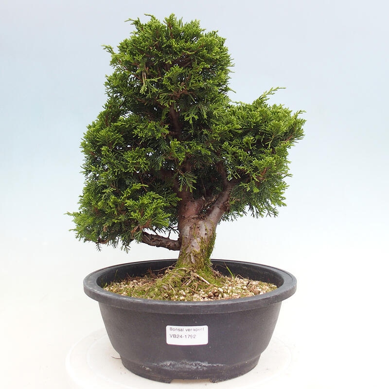 Outdoor bonsai - Juniperus chinensis Itoigawa - Jałowiec chiński