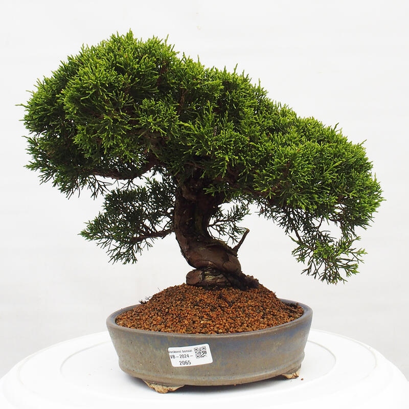 Outdoor bonsai - Juniperus chinensis Itoigawa - Jałowiec chiński