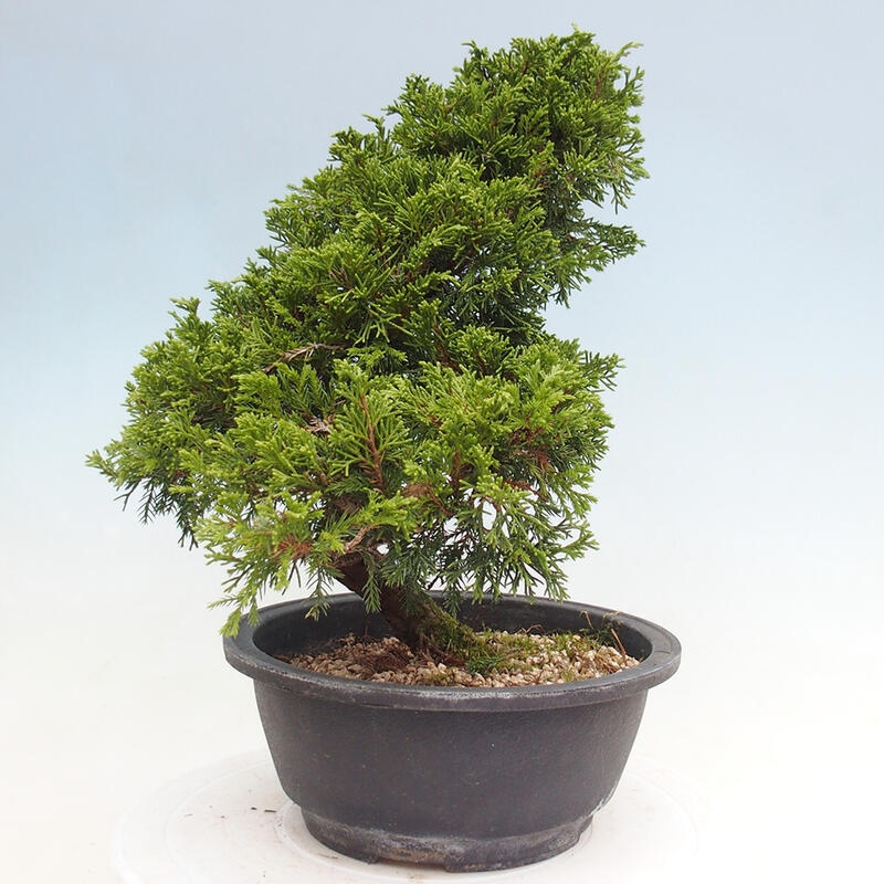 Outdoor bonsai - Juniperus chinensis Itoigawa - Jałowiec chiński