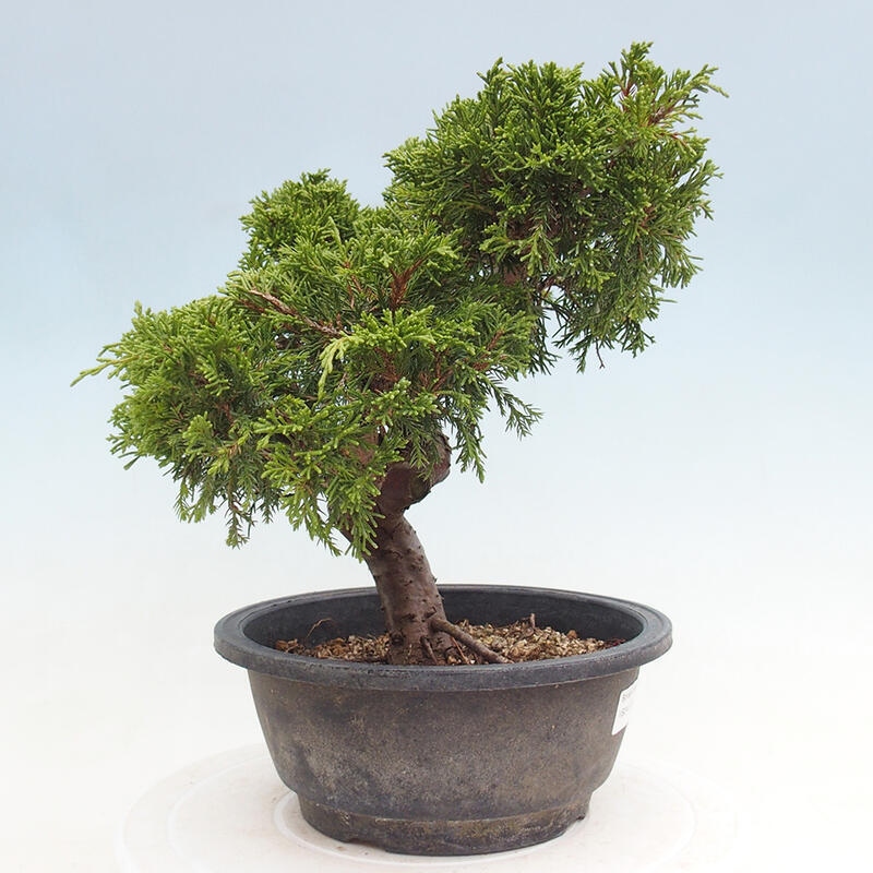 Outdoor bonsai - Juniperus chinensis Itoigawa - Jałowiec chiński