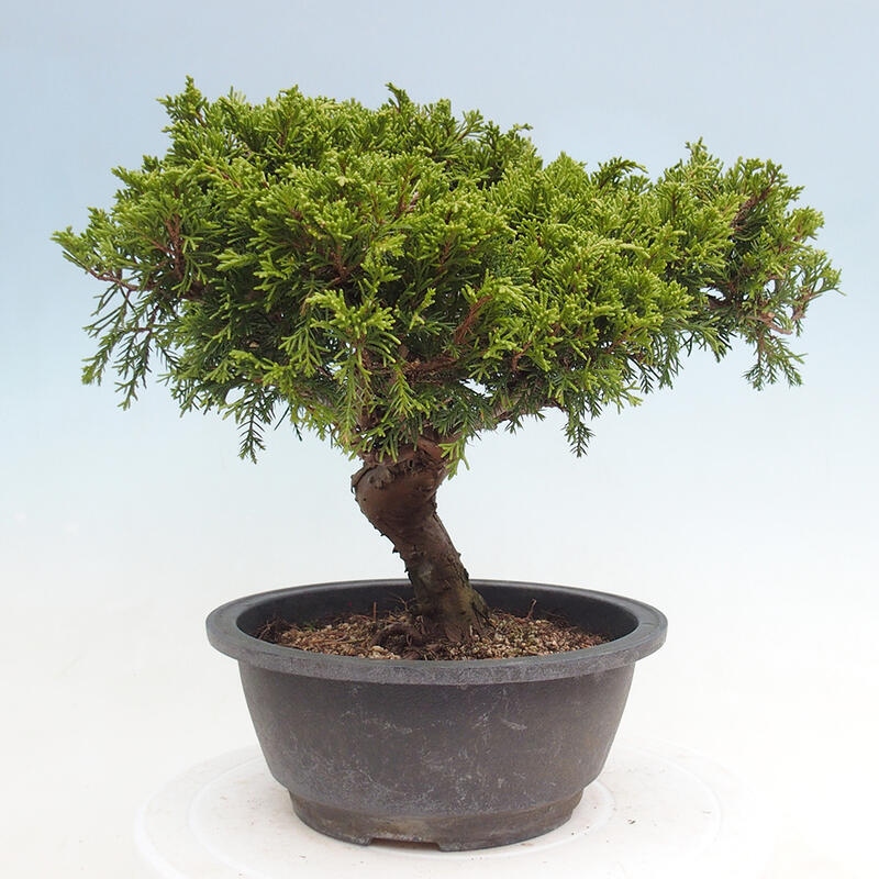 Outdoor bonsai - Juniperus chinensis Itoigawa - Jałowiec chiński