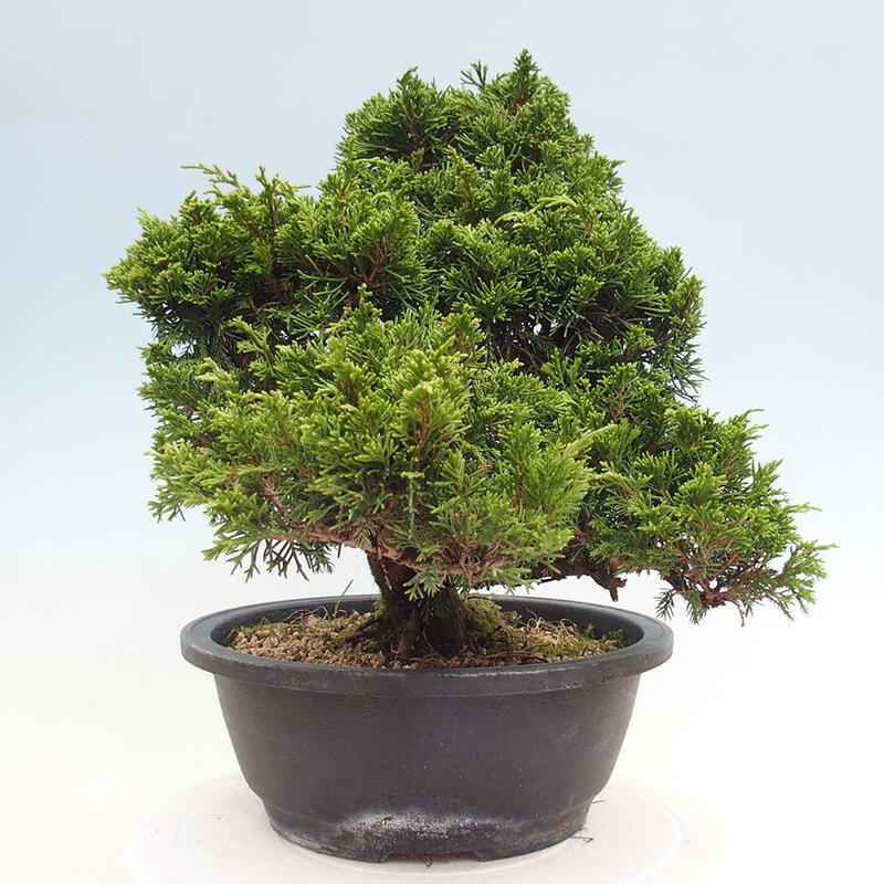 Outdoor bonsai - Juniperus chinensis Itoigawa - Jałowiec chiński