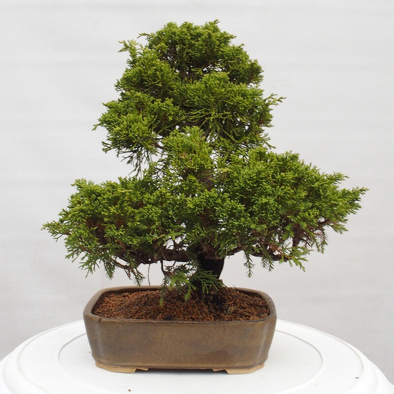 Outdoor bonsai - Juniperus chinensis Itoigawa - Jałowiec chiński