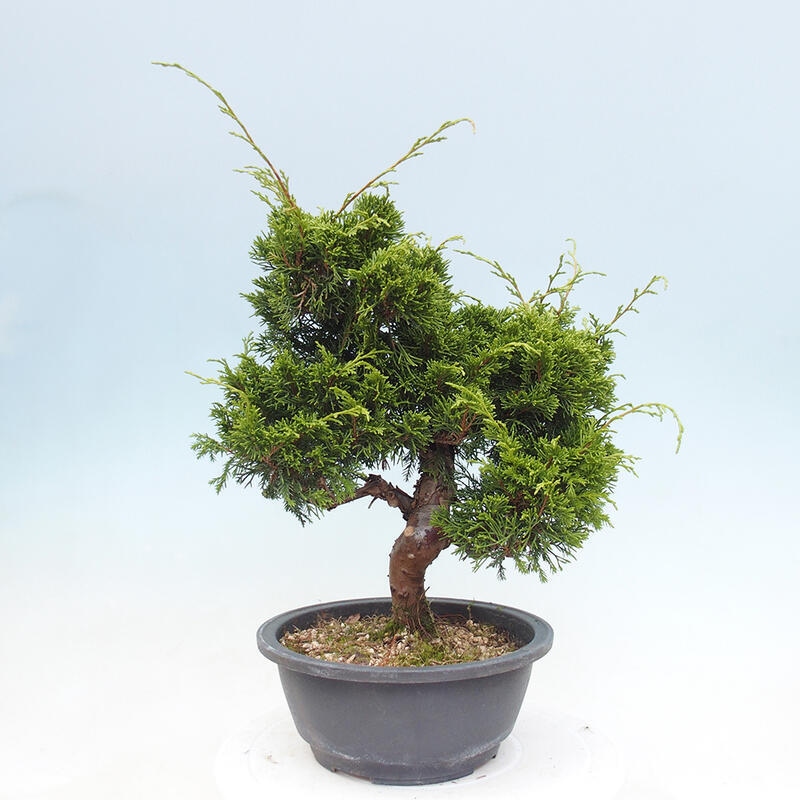 Outdoor bonsai - Juniperus chinensis Itoigawa - Jałowiec chiński