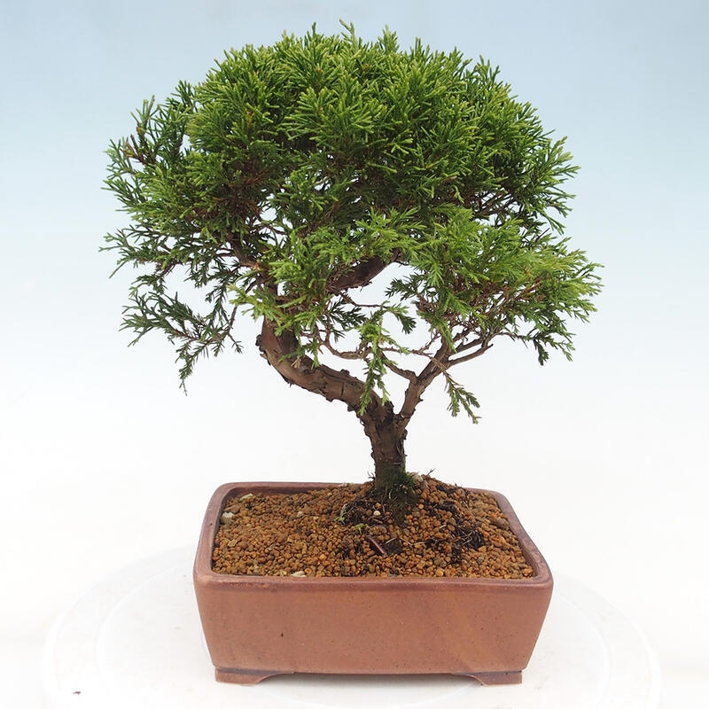 Outdoor bonsai - Juniperus chinensis Itoigawa - Jałowiec chiński