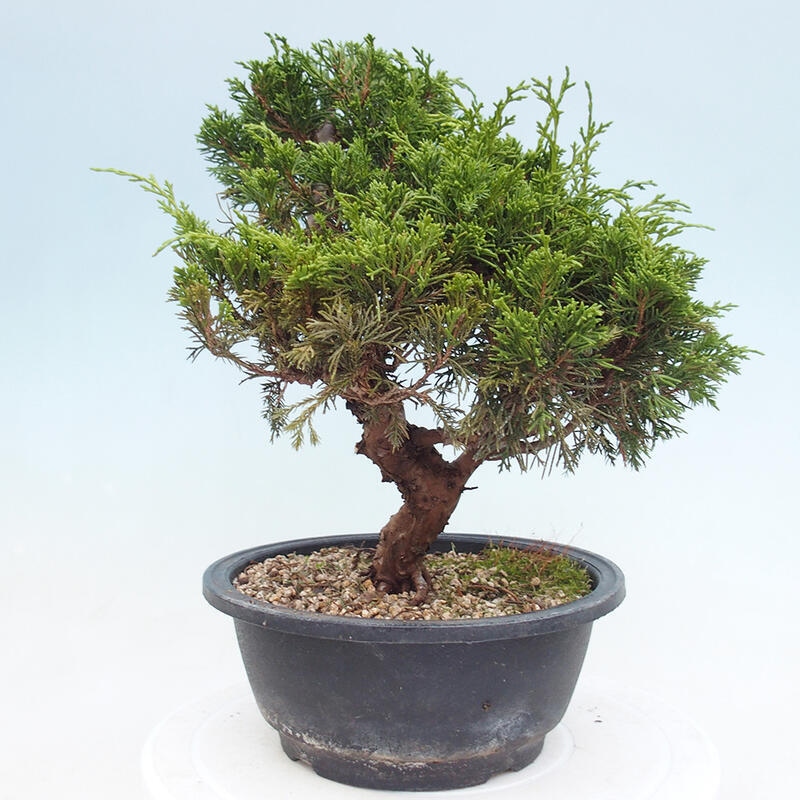 Outdoor bonsai - Juniperus chinensis Itoigawa - Jałowiec chiński