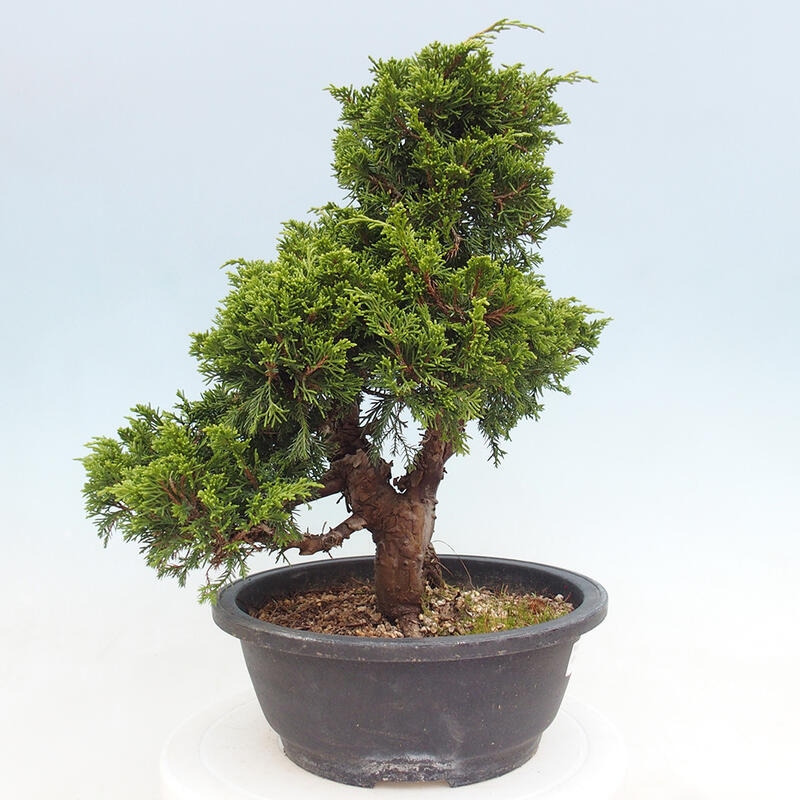 Outdoor bonsai - Juniperus chinensis Itoigawa - Jałowiec chiński