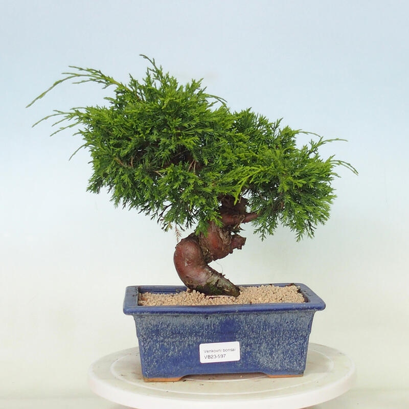 Outdoor bonsai - Juniperus chinensis Itoigawa - Jałowiec chiński